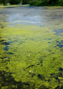 green pond algae issues