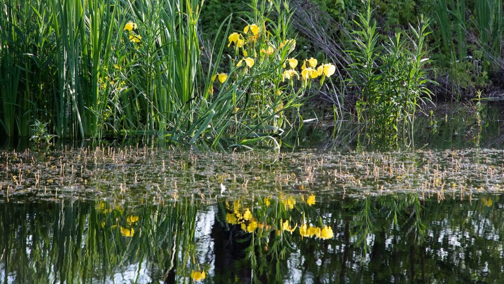 lake shoreline planting