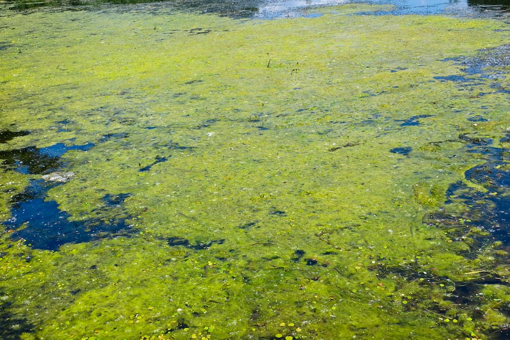 pond guru algae control services
