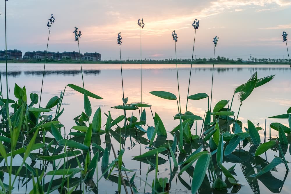 Pond Guru littoral zone management