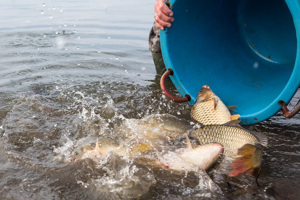 Pond Guru pond fish stocking services
