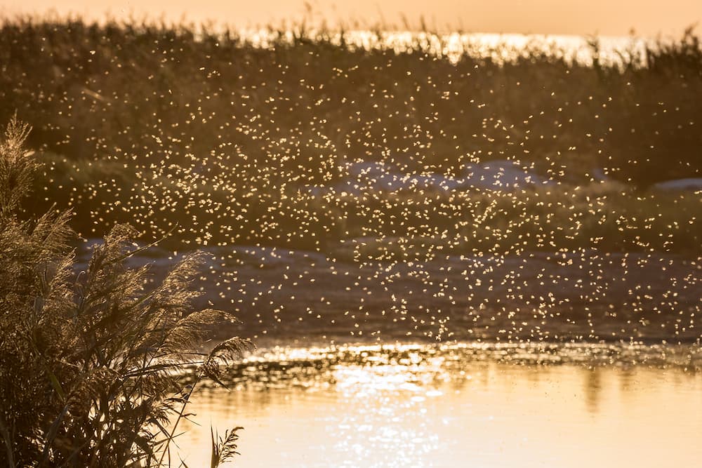 Pond Guru pond mosquito control services