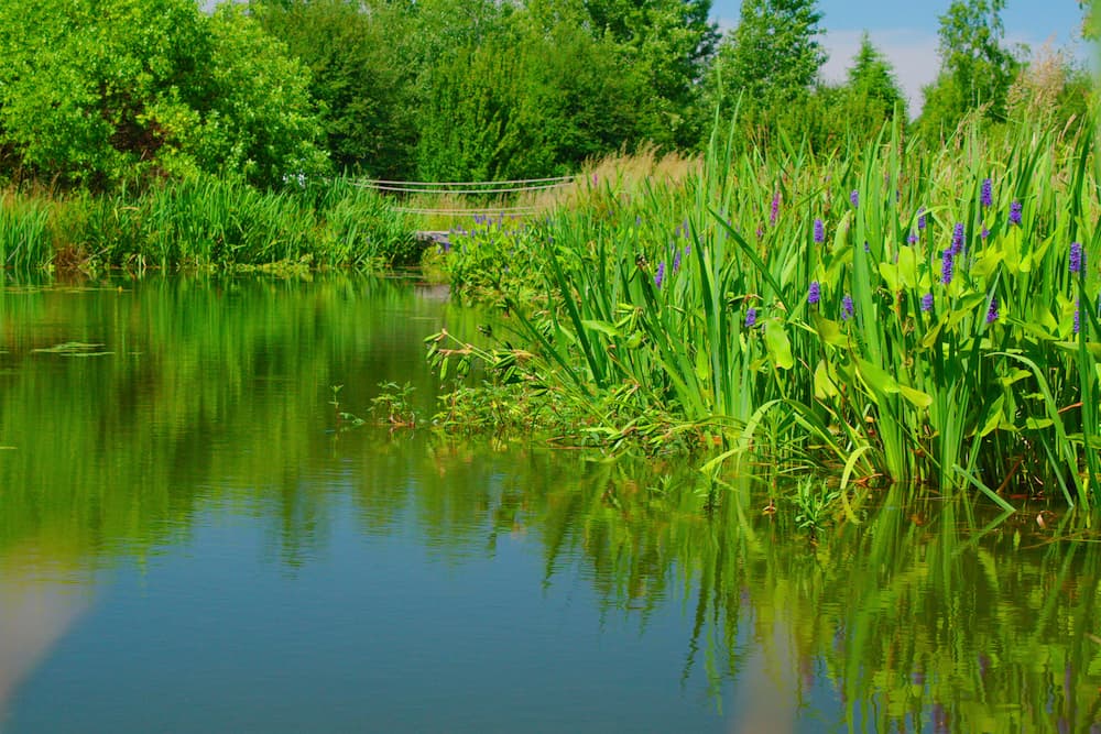 Pond Guru pond vegetation buffers