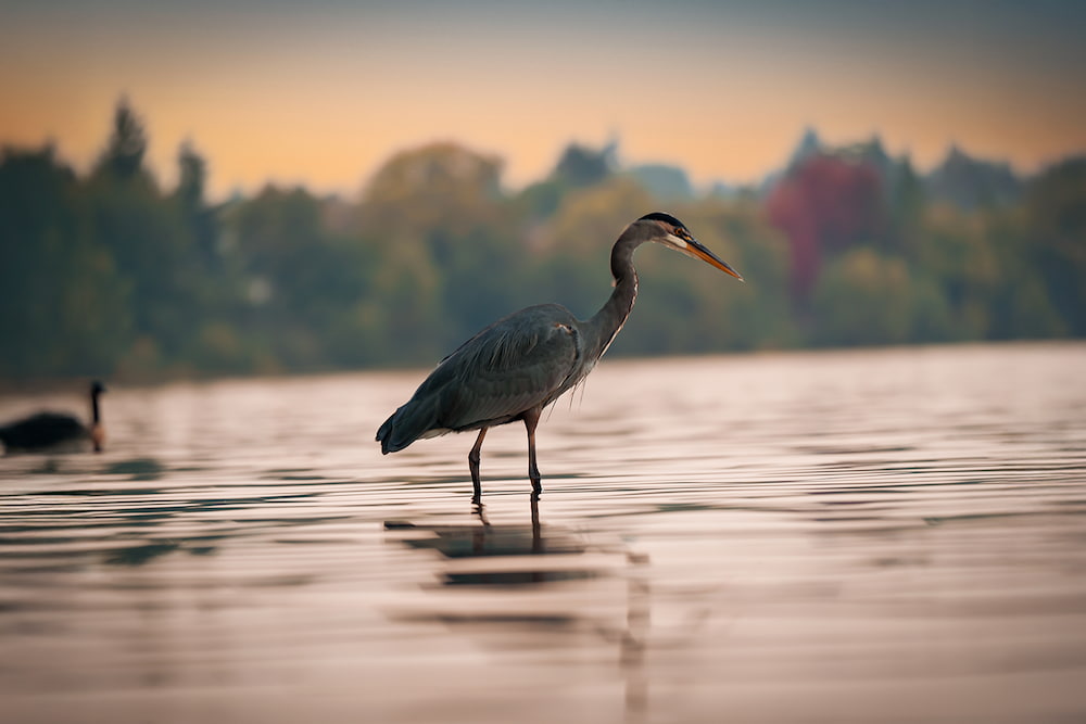 Pond Guru pond wildlife management services