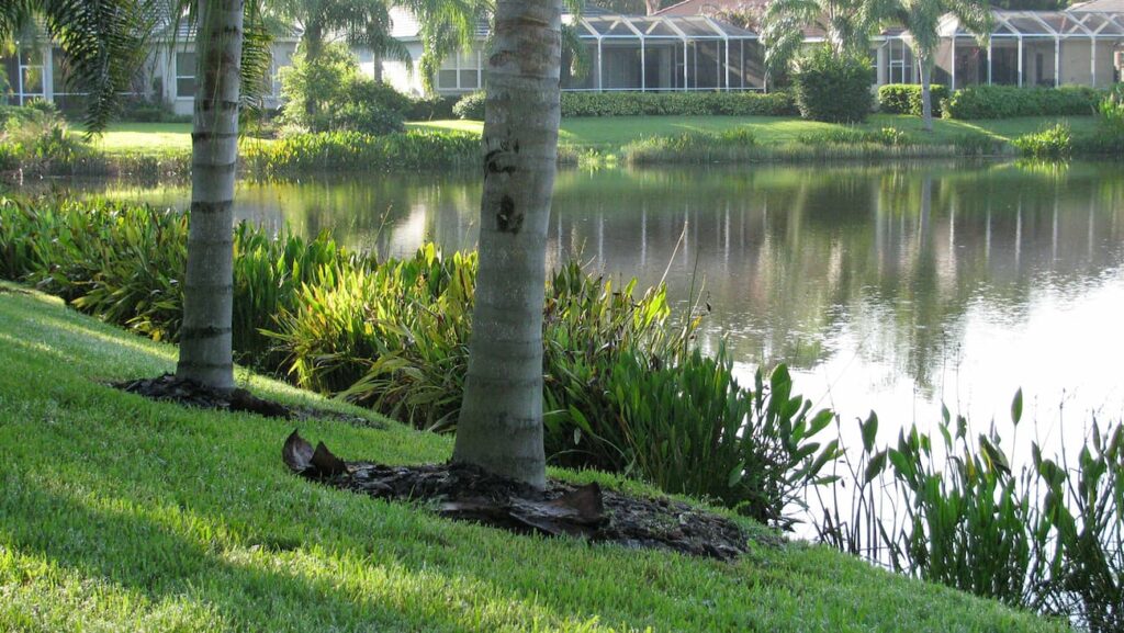 pond littoral planting services