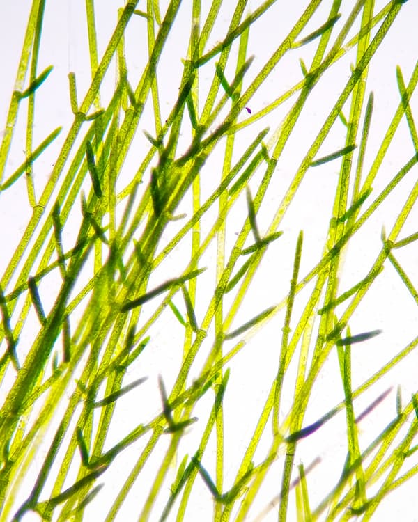 filamentous algae in pond