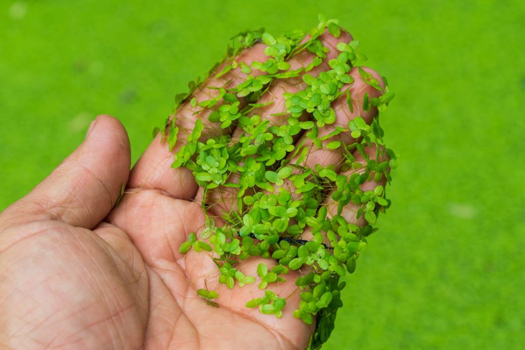 how to get rid of duckweed in a pond