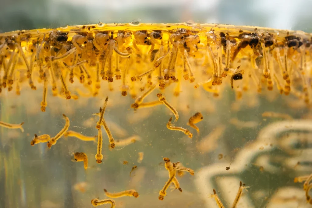how to get rid of mosquito larvae in a pond