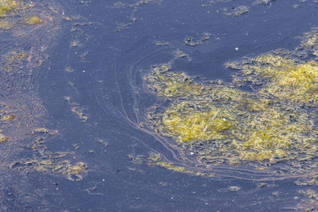 impacts of filamentous algae