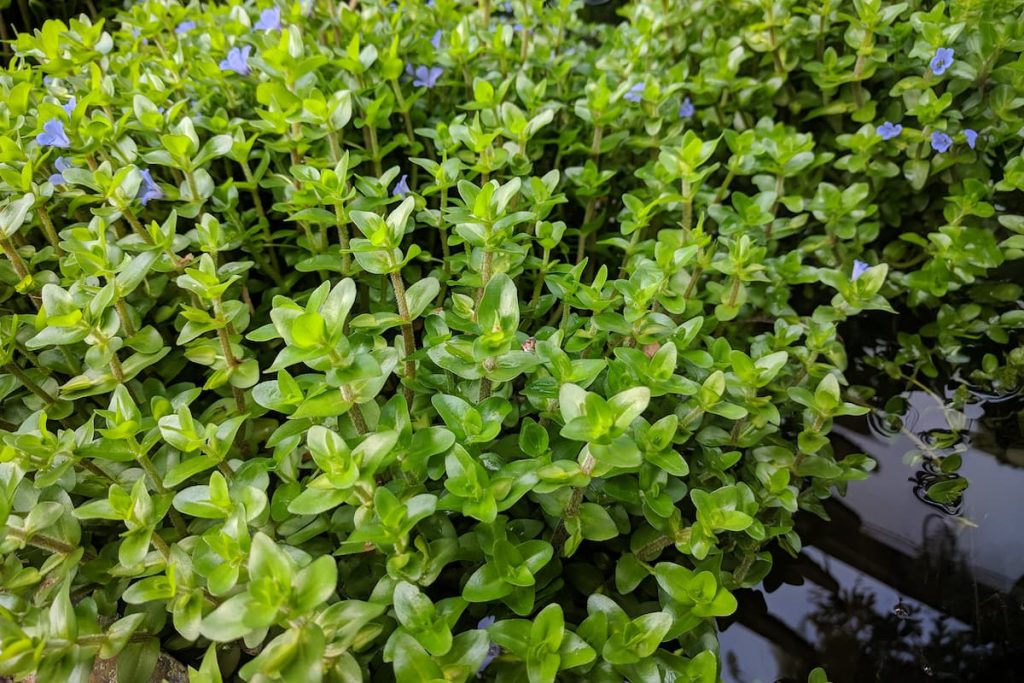 is lemon bacopa beneficial