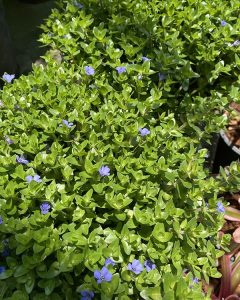 is lemon bacopa invasive in Florida