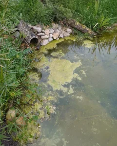 what causes nutrient overloads in a lake