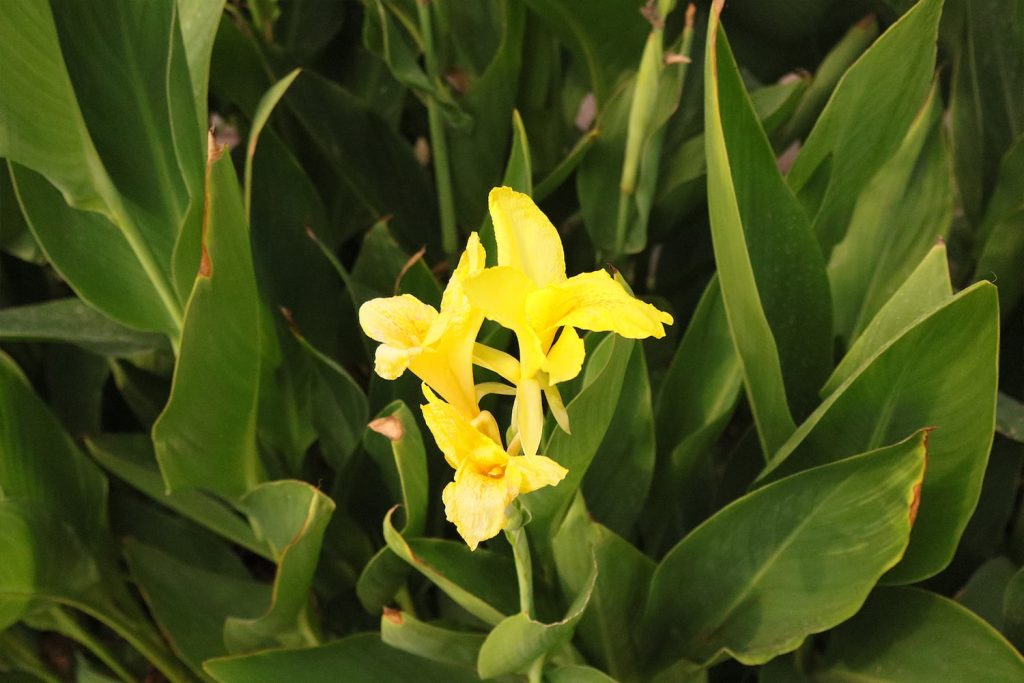 flowers by a pond for pollinators