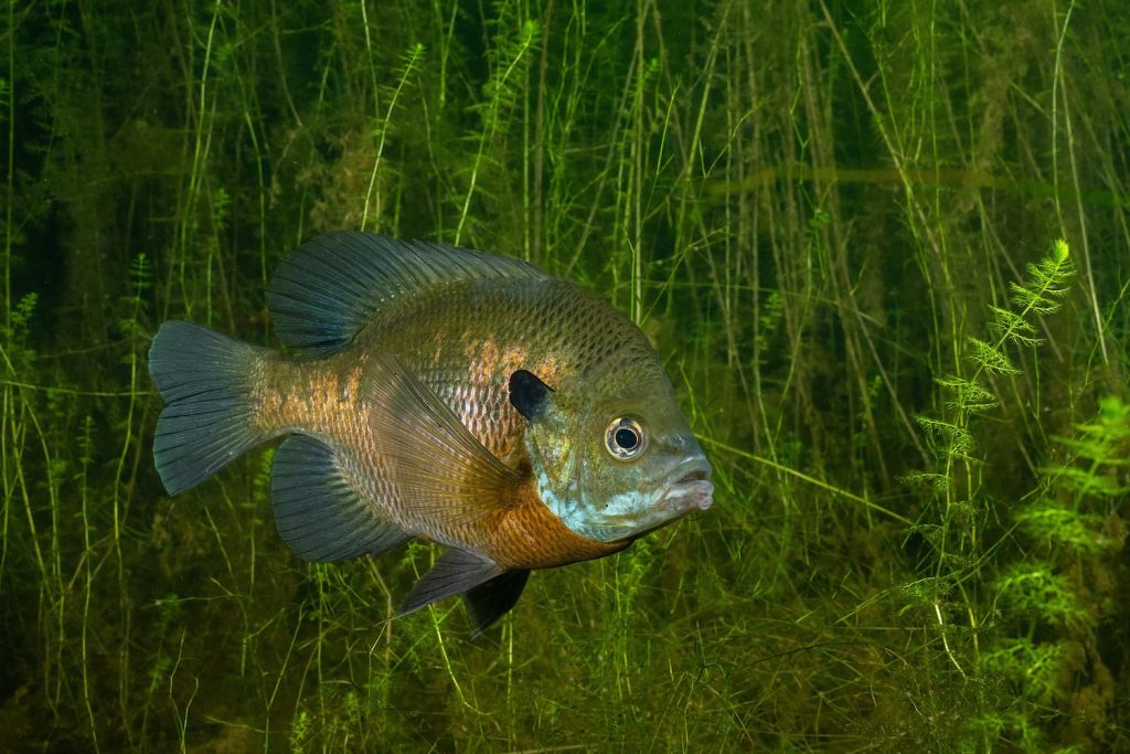 stocking ponds with bluegill fish