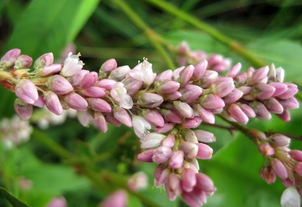 what is smartweed