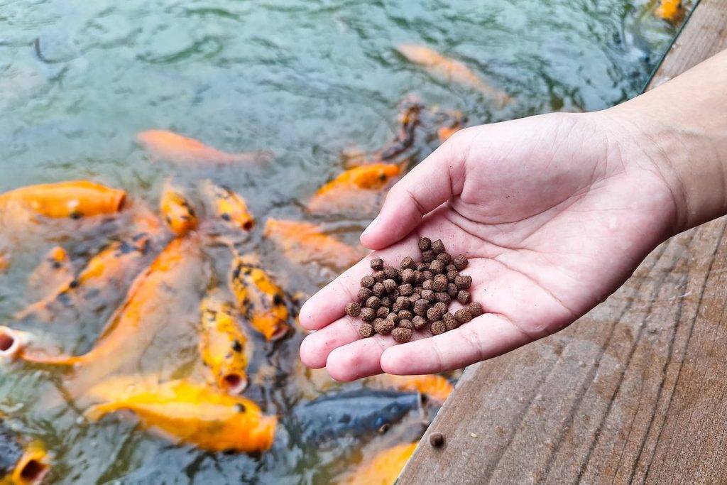 do pond fish feeders work