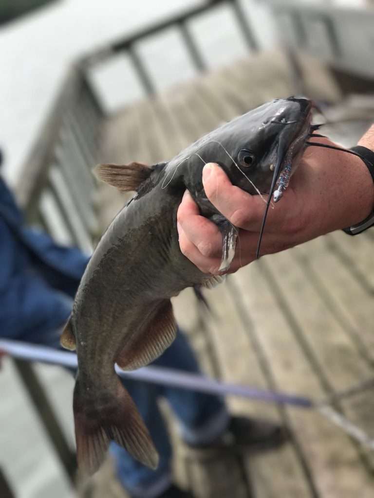catfish management in pond