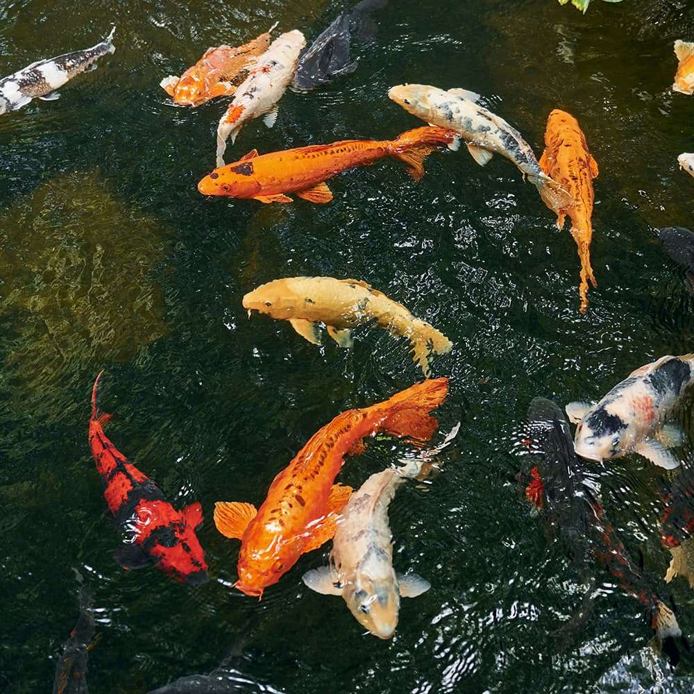 colorful koi fish in pond