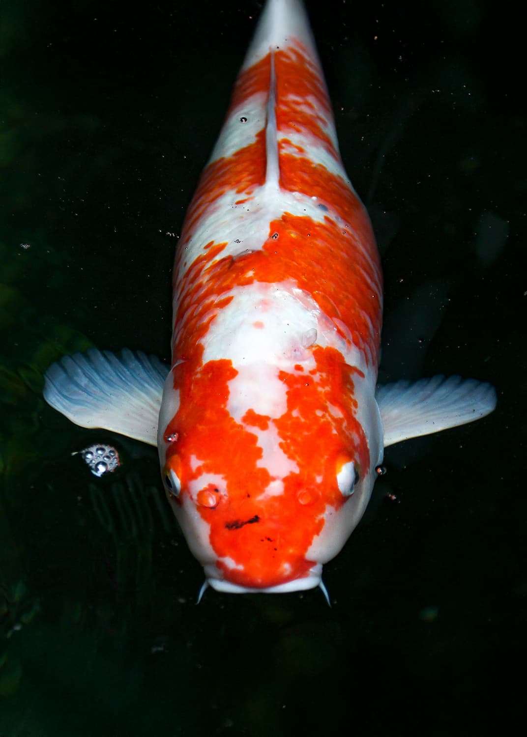 kohaku type of koi fish
