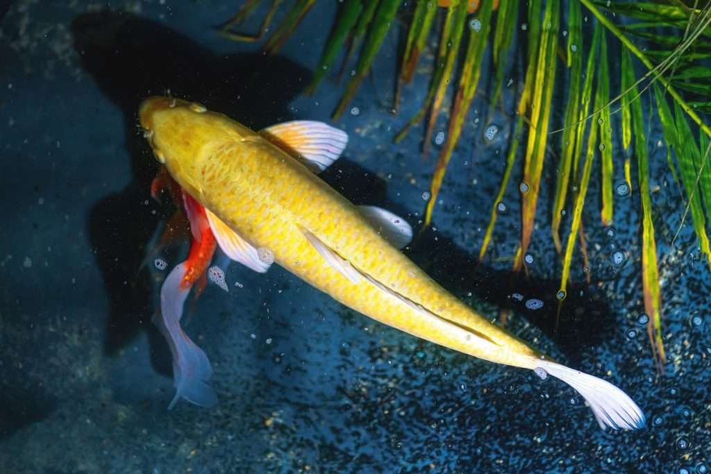 ogon type of koi fish